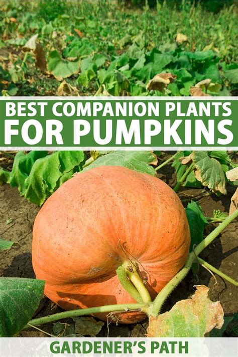 How to Plant, Grow, and Harvest Pumpkins (Ultimate Guide).
